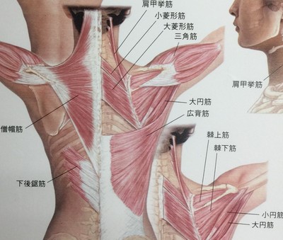 kenkoukotsu.JPGのサムネイル画像