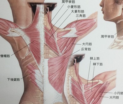 円背で肩甲骨と肩甲骨の間が張って辛い症状に 各症状について 門前仲町 整体揉々 もも はたった1回で痛みを改善