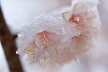 haru5.JPG