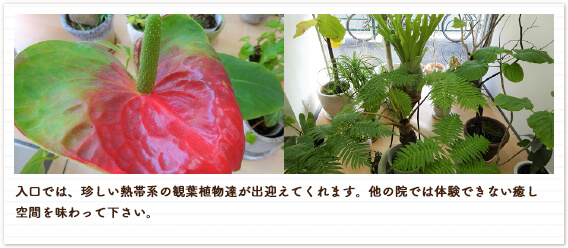 入口では、珍しい熱帯系の観葉植物達が出迎えてくれます。他の院では体験できない癒し空間を味わって下さい。